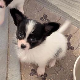 Angel - White and black female Papillon puppy in Joshua, Texas from Summertime Kennels