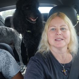 Havanese and Poodle All Grown Up from Curly Que Standard Poodles and Havanese