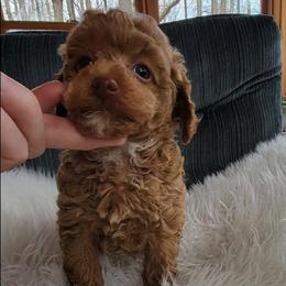 Boy 2 is sold - Red  male Poodle puppy in Montrose, Pennsylvania from Tales Of Joy