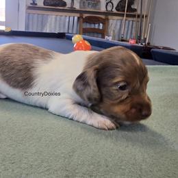 Dapple pie - Dapple male Dachshund puppy in Cedar City, Utah from Country Doxies