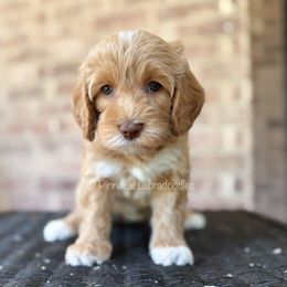 Elsa (Lilac) - Caramel red female Australian Labradoodle puppy in San Antonio, Texas from Pinnacle Labradoodles