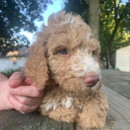 Matthew McConaughey - Apricot male Poodle puppy in Mount Gilead, Ohio from Cats Creek Standard Poodles