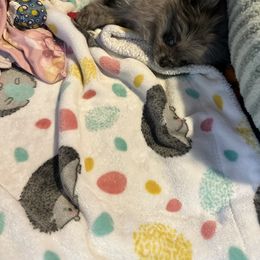 Pomeranian Puppies from A Sample Of Gods Love Kennels