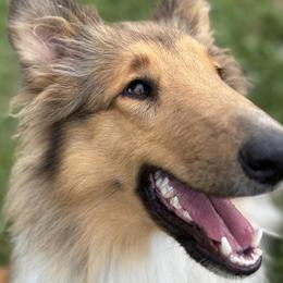 Collies from Hoskins Collies