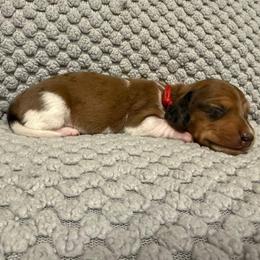 Puppy 5 - Dapple male Dachshund puppy in Riverside, California from Saddle Up Dachshunds