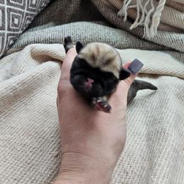 Fawn female - Fawn female Pug puppy in Jacksonville, North Carolina from Coliseum de Cassiope