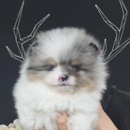 Pomeranian puppies from BP PUPS