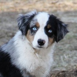 Miniature Australian Shepherds from Gemstone Ridge Mini Aussies