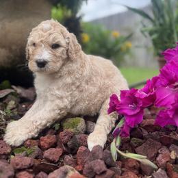 Goldendoodle Puppies from Southeast Texas doodles