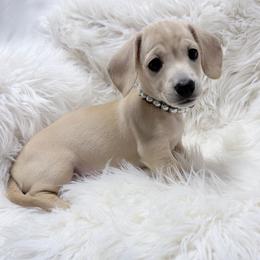 Amber white collar - Cream female Dachshund puppy in Richmond, Virginia from Irresistible Dachshunds & Cavaliers