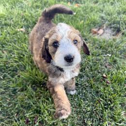 Poe - Brown and white male Bernedoodle puppy in Springville, Utah from Oodles of Bernedoodles