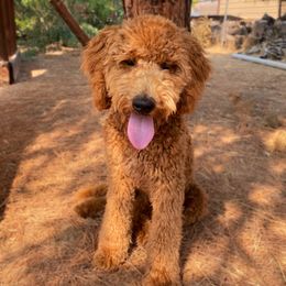 Double Doodle and Goldendoodle All Grown Up from De Luna Doodles