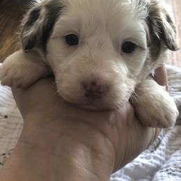 Aussiedoodle Puppies from Ohana Companions