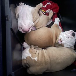 Bulldog Puppies from Pearl Salinas