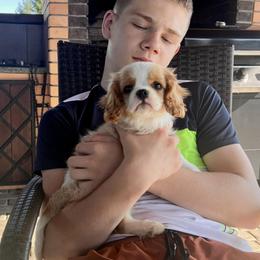 Cavalier King Charles Spaniel Puppies from Acorn Hollow Cavaliers