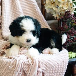 Charro - Tri-color male Bernedoodle puppy in Grove, Oklahoma from Grand Lake Poodles & Doodles