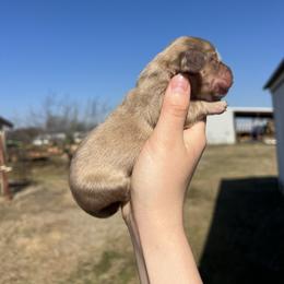 Buster - Cream male Dachshund puppy in Nashville, Arkansas from Cuddles n Curls