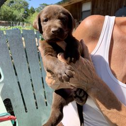 Labrador Retriever Puppies from The Sugar & Spice Ranch Labrador Retrievers