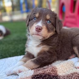Iris - Red tri-color female Australian Shepherd puppy in Ramona, California from Blue Moon Aussies