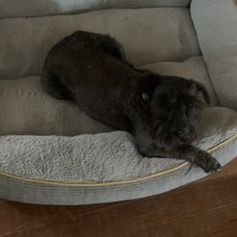 Riley - Miniature Schnauzer