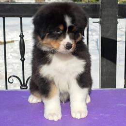 Ghirardelli - Black tri-color male Australian Shepherd puppy in Maryland from Lake Shore Australian Shepherds