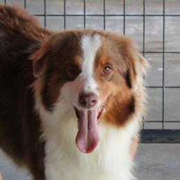 Phoebe - Australian Shepherd
