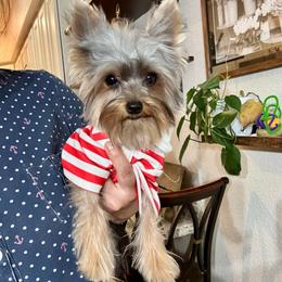 Niko - Blue and gold male Yorkshire Terrier puppy in Yuma, Arizona from Yuma Yorkie