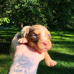 Falcon - Red merle male Australian Shepherd puppy in London, Kentucky from Kenmont Kennels