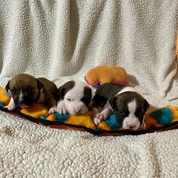 American Staffordshire Terrier Puppies from Tradewind American Staffordshire Terriers
