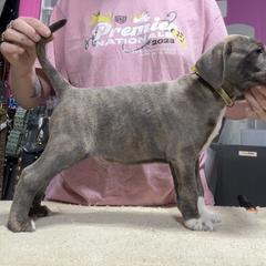 Blue Brindle Male - Blue male Mountain Cur puppy in Georgetown, Ohio from Walnut Ridge Mountain Curs