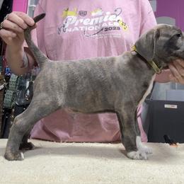 Blue Brindle Male - Blue male Mountain Cur puppy in Georgetown, Ohio from Walnut Ridge Mountain Curs