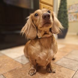 Sunny - Dachshund