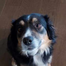 Miniature Australian Shepherds from NowWhat Designs