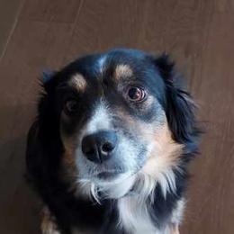 Miniature Australian Shepherds from NowWhat Designs
