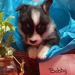 Bobby - Pembroke Welsh Corgi puppy from Texas Corgis
