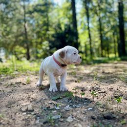 American Bulldog Puppies from Genesis American Bulldogs