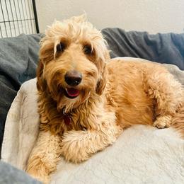 Beary - Goldendoodle