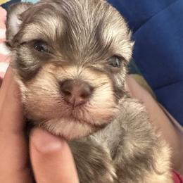 Boy 2 - Chocolate sable male Havanese puppy in Arizona from HavaDoggie