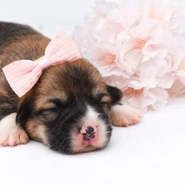 Pixel (sable girl) - Sable female Pembroke Welsh Corgi puppy in San Antonio, Texas from Moxxi's Legacy Corgis
