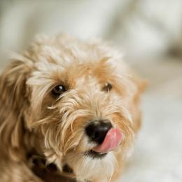 Goldendoodle All Grown Up from Leonards Doodles