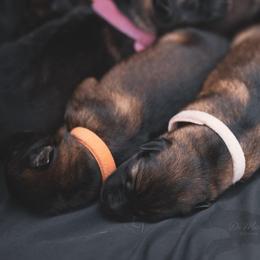 Orange Collar - Sable female German Shepherd puppy in Prospect, Connecticut from Di Massimo Canile