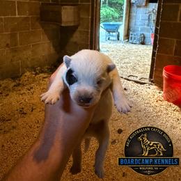 Boy 2 - Blue male Australian Cattle Dog puppy in Hurley, Virginia from BoardCamp Kennels-AKC Australian Cattle Dogs