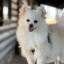 Dachshunds, Pomeranians, and Poodles from Cuddles n Curls