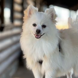 Dachshunds, Pomeranians, and Poodles from Cuddles n Curls