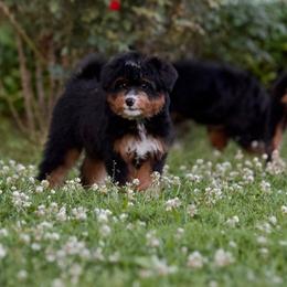 Zulu - Tri-color female Bernedoodle puppy in Milton, Florida from Sutton Place Doodles