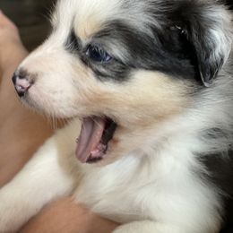 Australian Shepherd Puppies from Double BarH