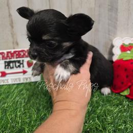 Uno - Black and tan male Chihuahua puppy in Bowdon, Georgia from Paschal's Pups