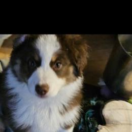 Denali (Yellow) - Red tri-color male Miniature American Shepherd puppy in Griswold, Connecticut from Flatrock's Mini American Shepherd's