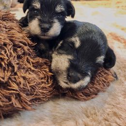 Miniature Schnauzer Puppies from Four Seasons Schnauzers