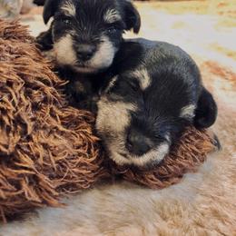 Miniature Schnauzer Puppies from Four Seasons Schnauzers